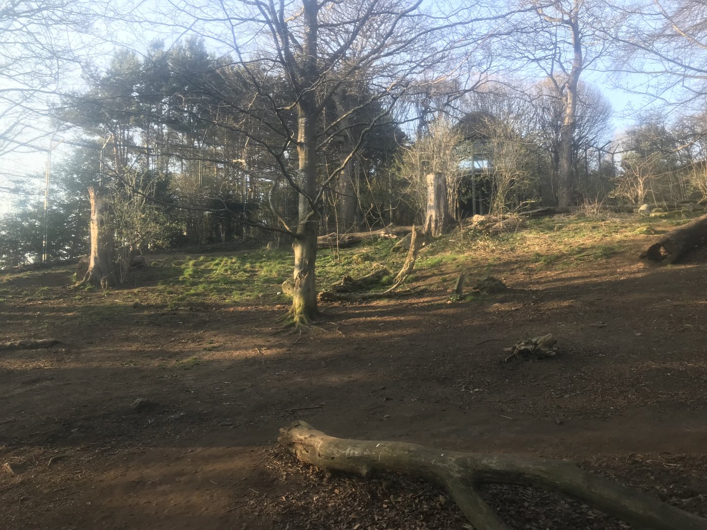 Asiatic lion enclosure