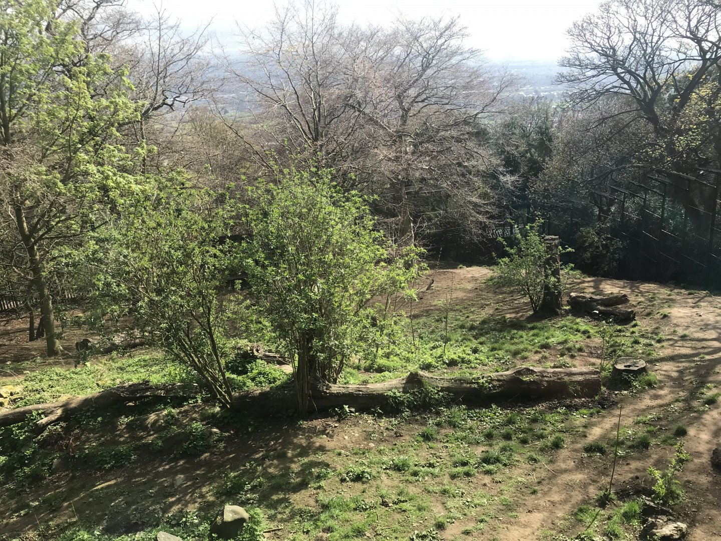 Asiatic lion enclosure