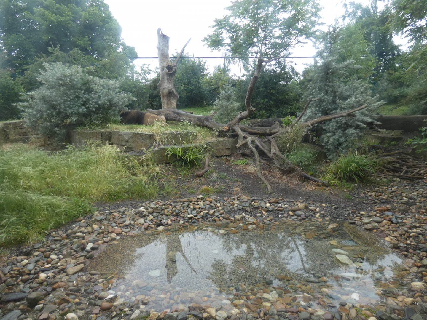 Asiatic lion enclosure