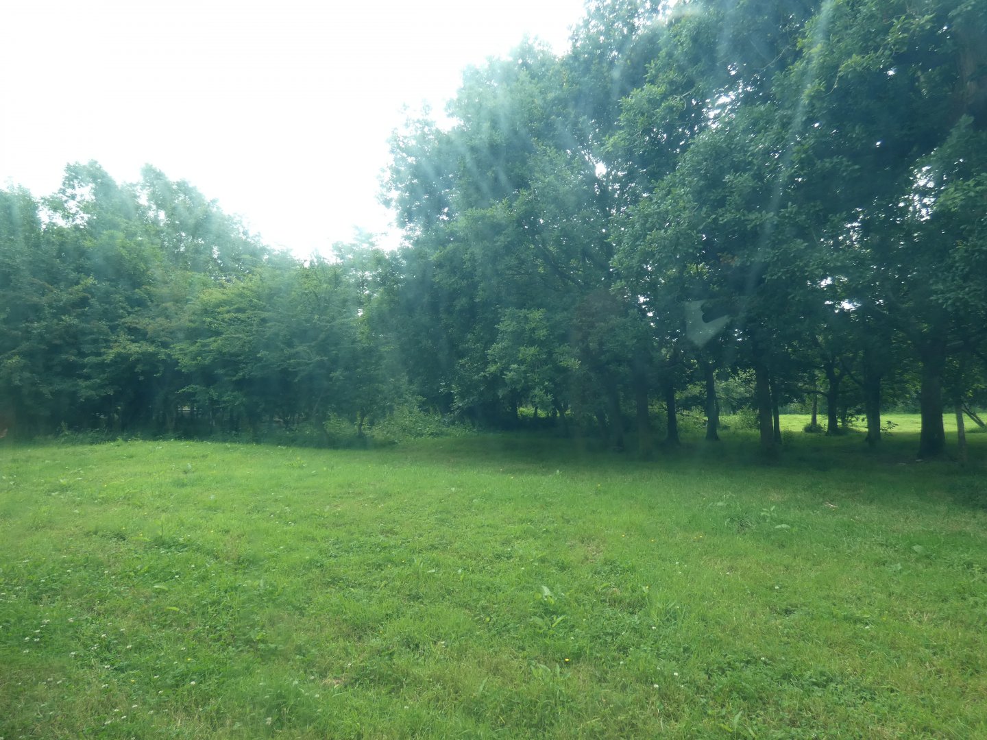 Asiatic lion enclosure