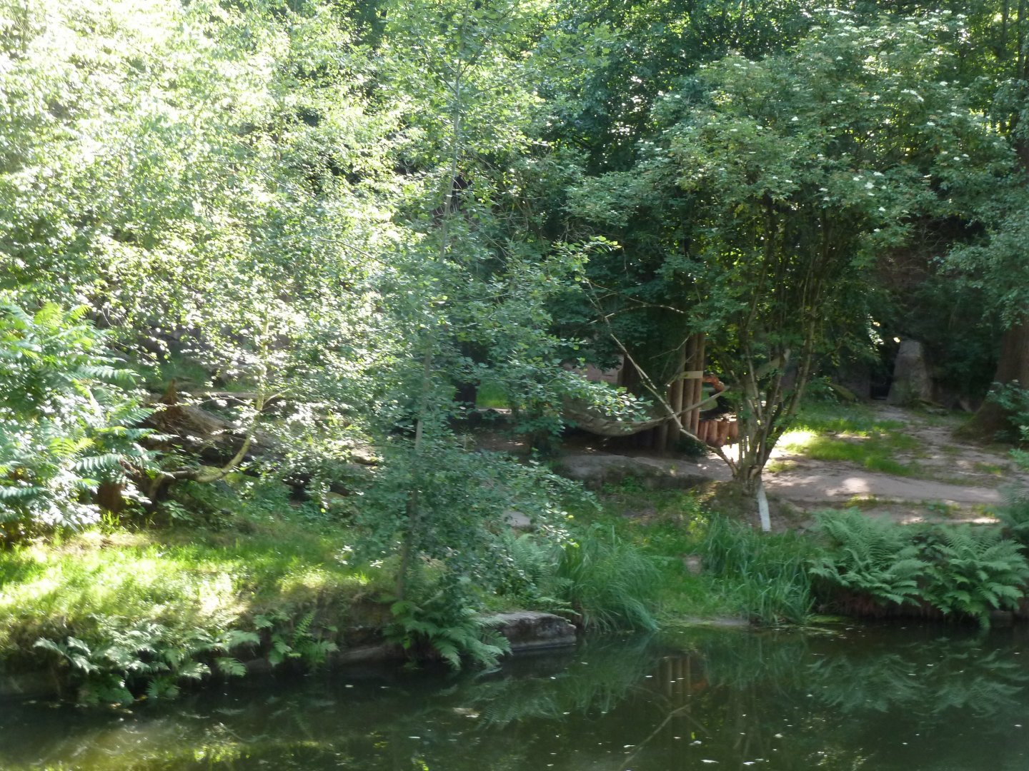 Asiatic lion enclosure