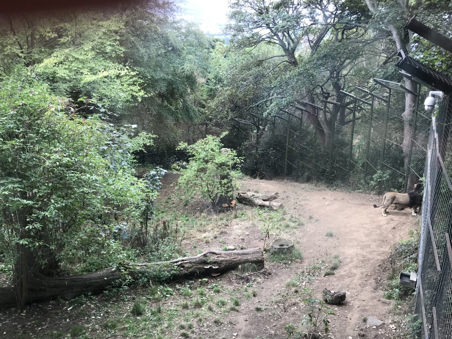 Asiatic lion enclosure