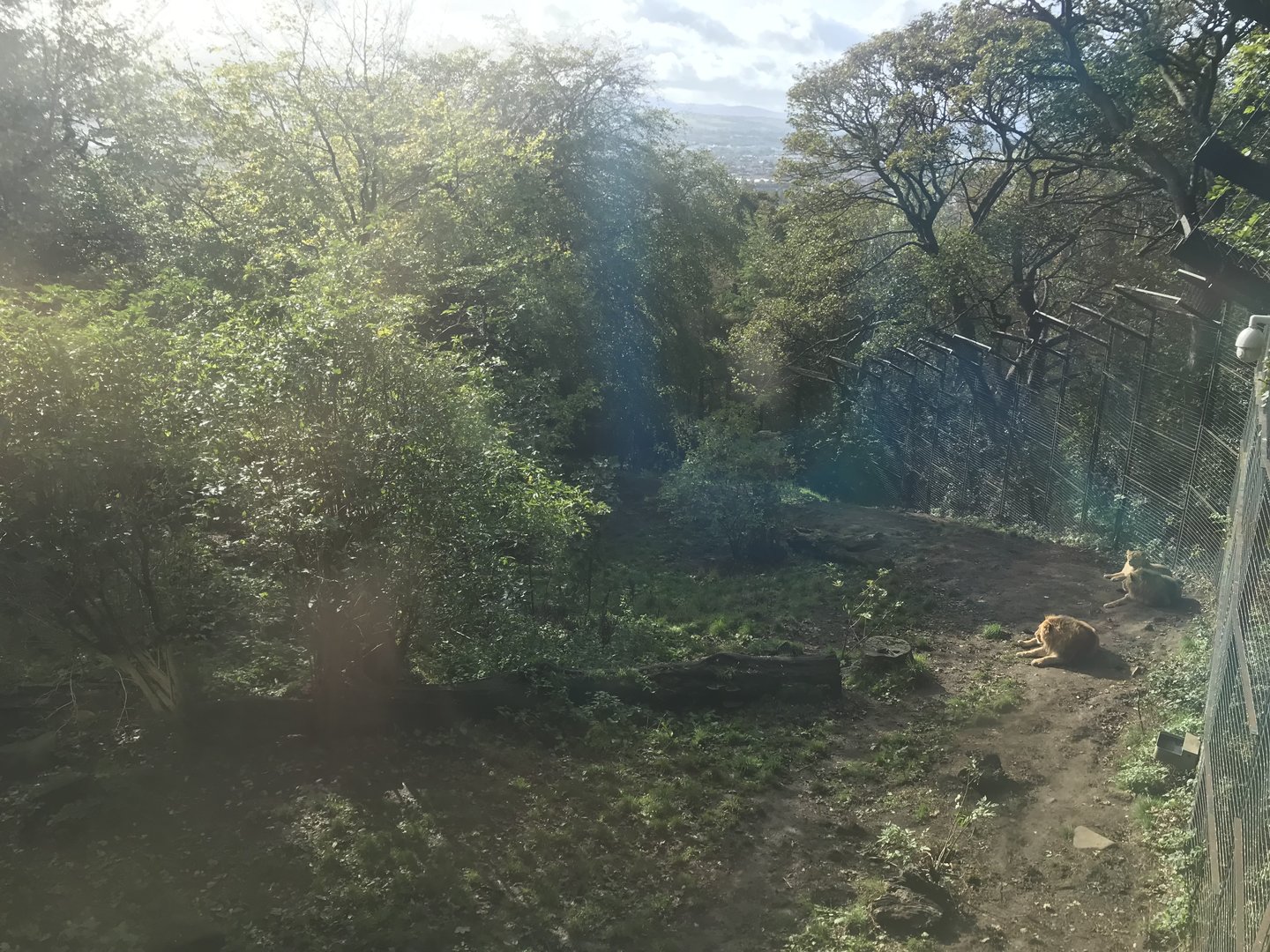 Asiatic lion enclosure