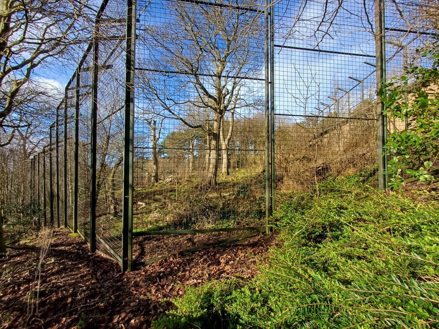 Asiatic Lion- enclosure