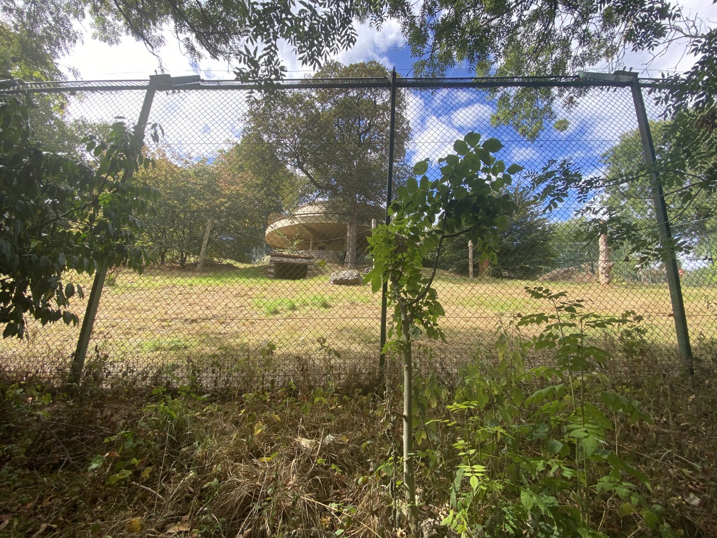 Asiatic lion enclosure