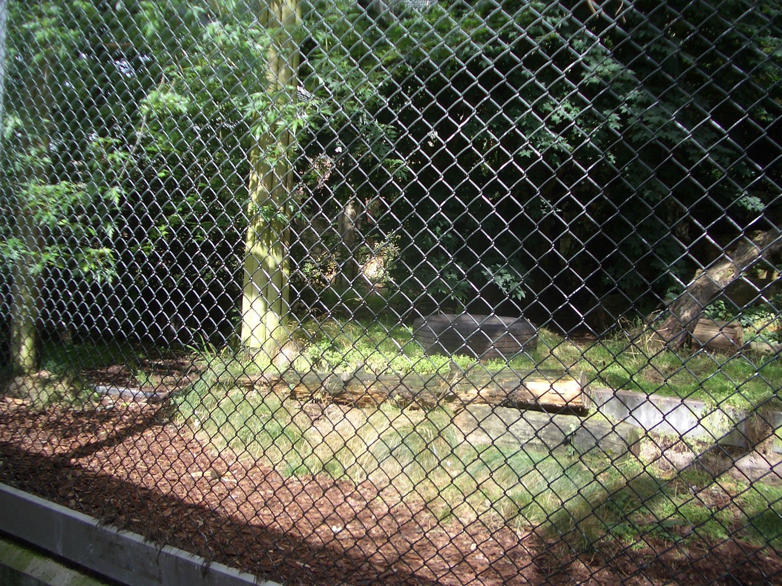 Asiatic Lion Enclosuree - 24.07.2010