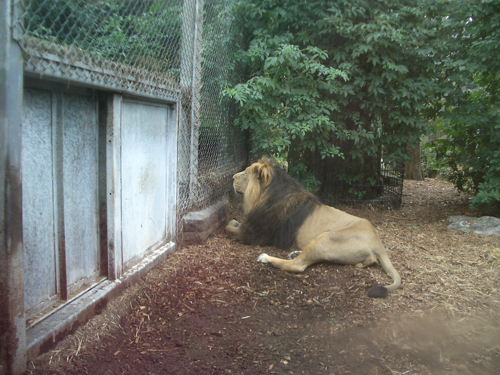 Asiatic Lion Enclosuree - 24.07.2010