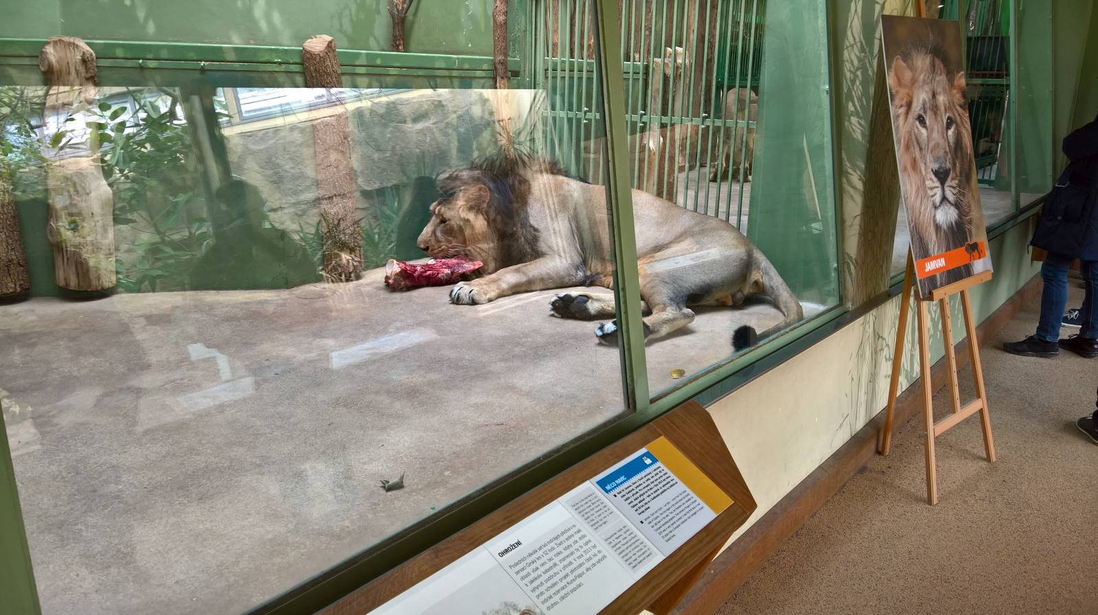 Asiatic lion enjoying its meat