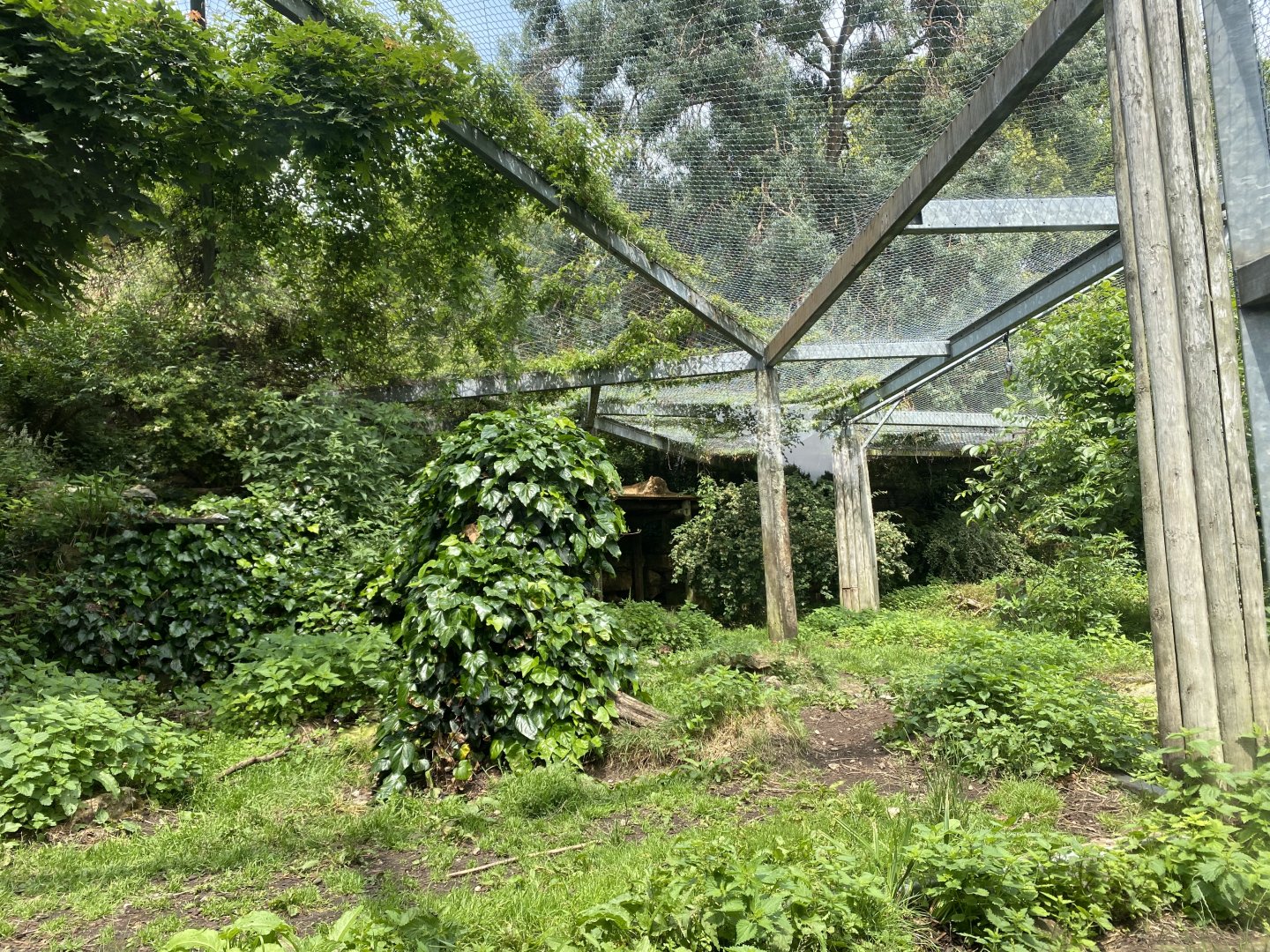 Asiatic lion exhibit 010721