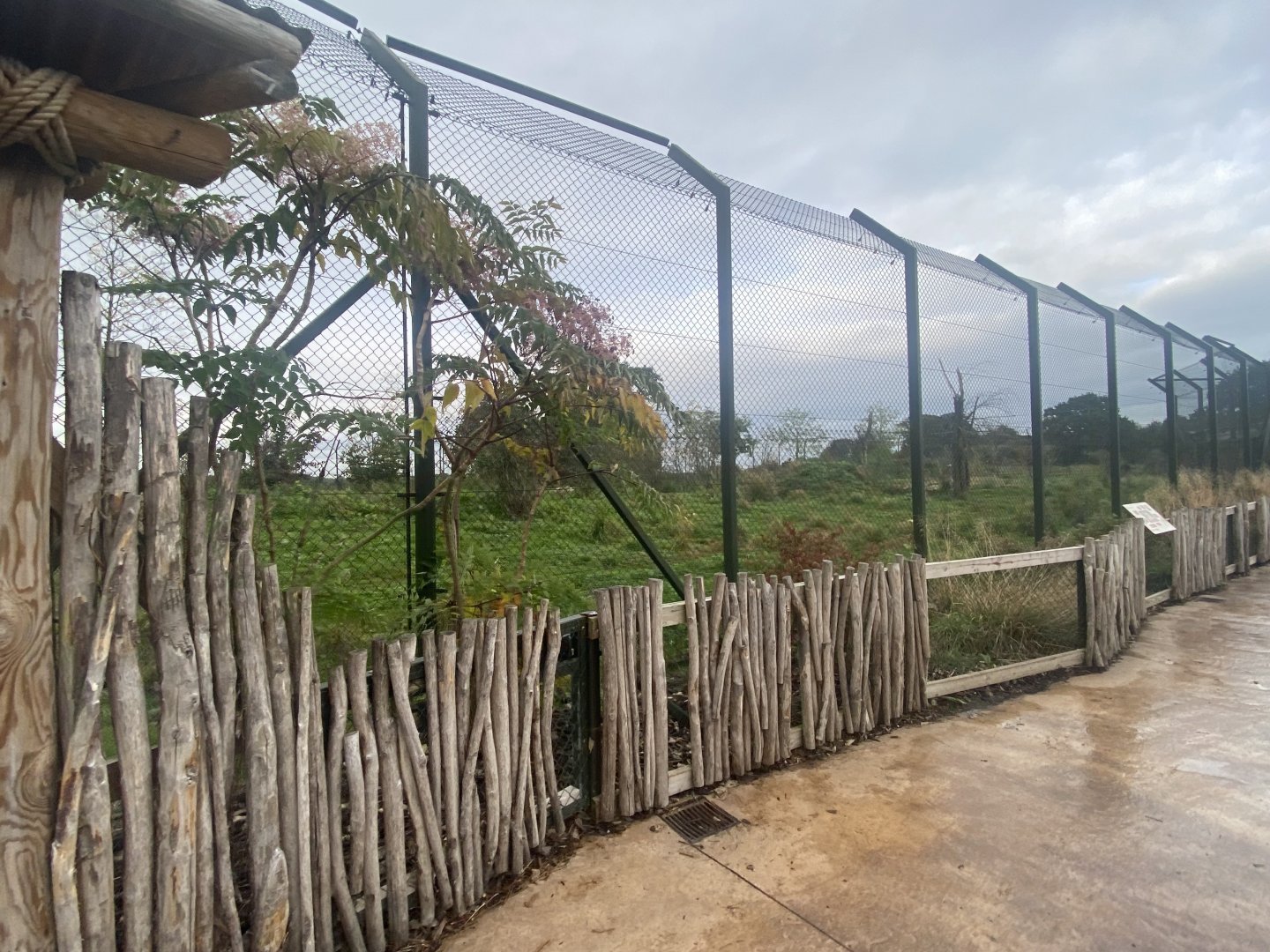 Asiatic lion exhibit 181021