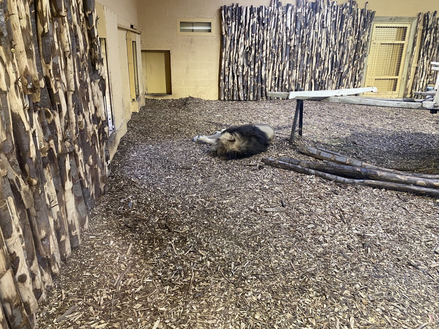 Asiatic lion exhibit 181021