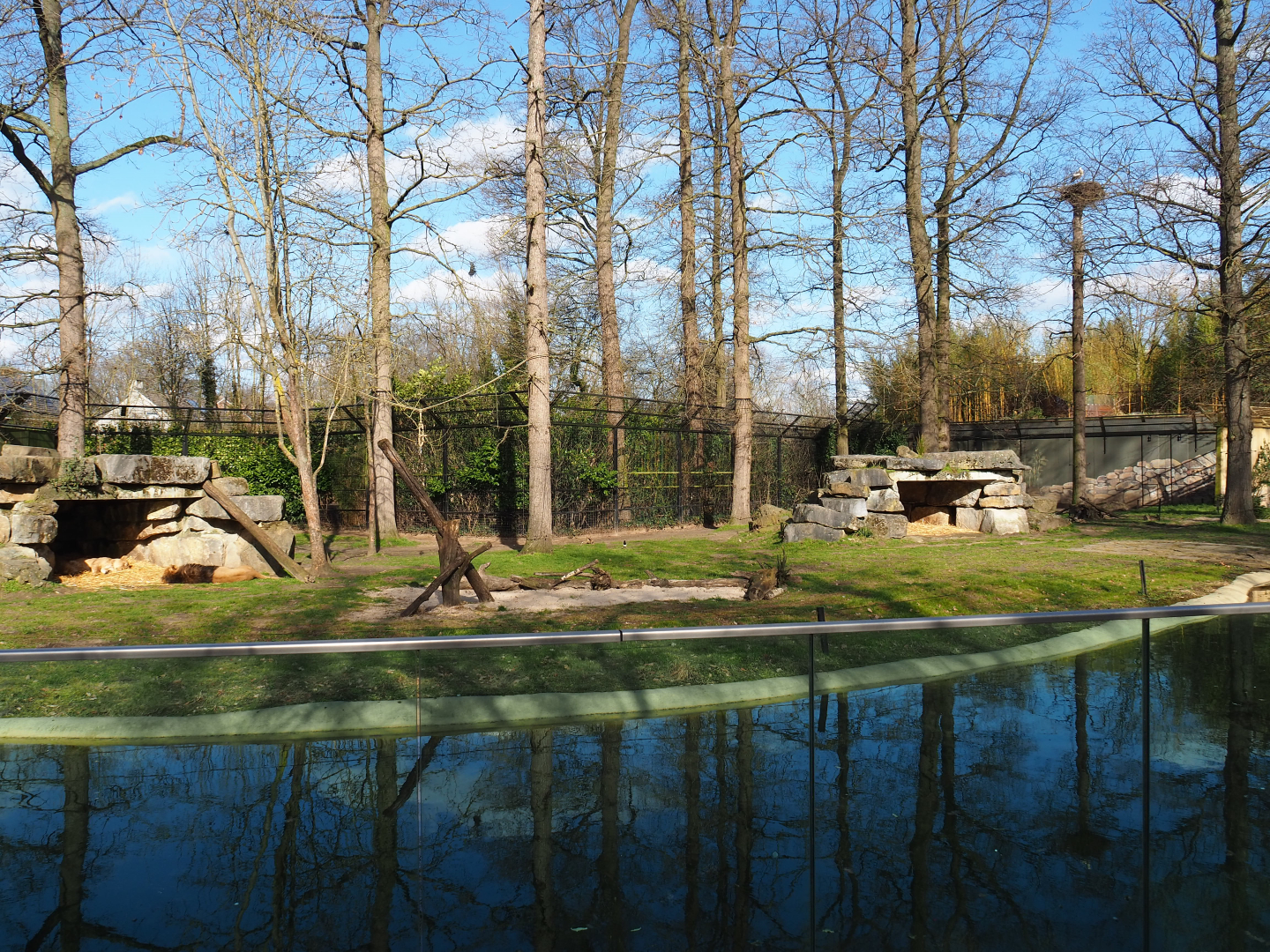 Asiatic lion exhibit, 2021-02-23