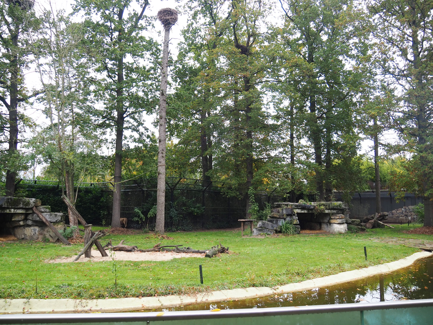 Asiatic lion exhibit, 2021-11-06