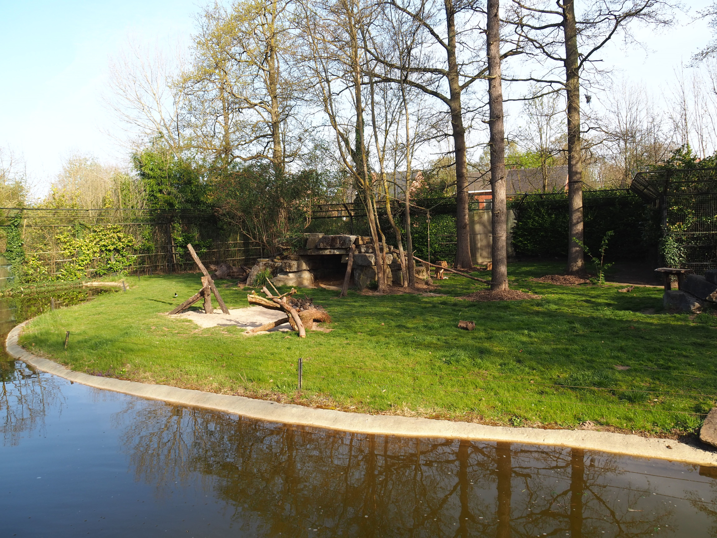 Asiatic lion exhibit, 2022-04-12