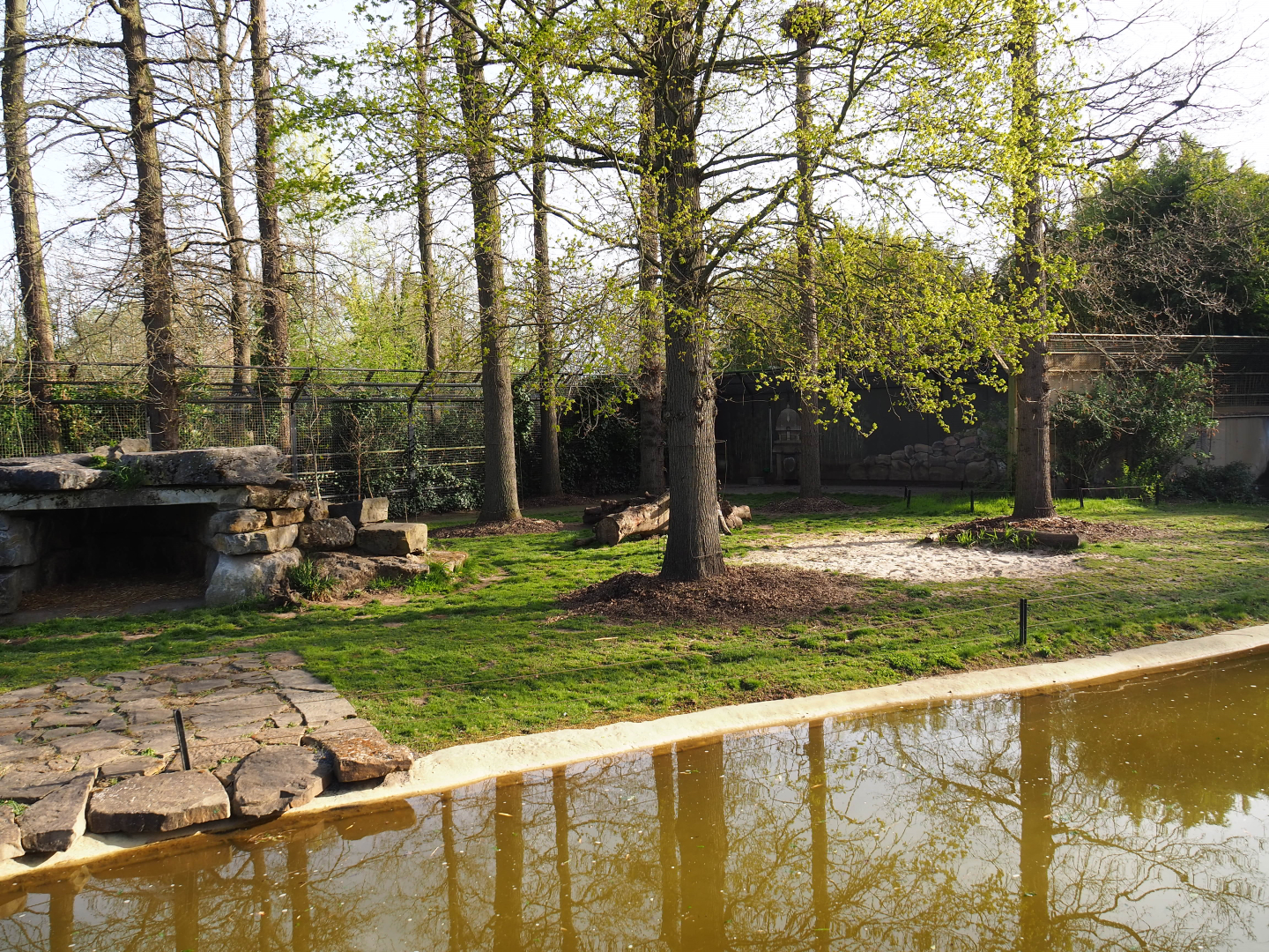 Asiatic lion exhibit, 2022-04-12