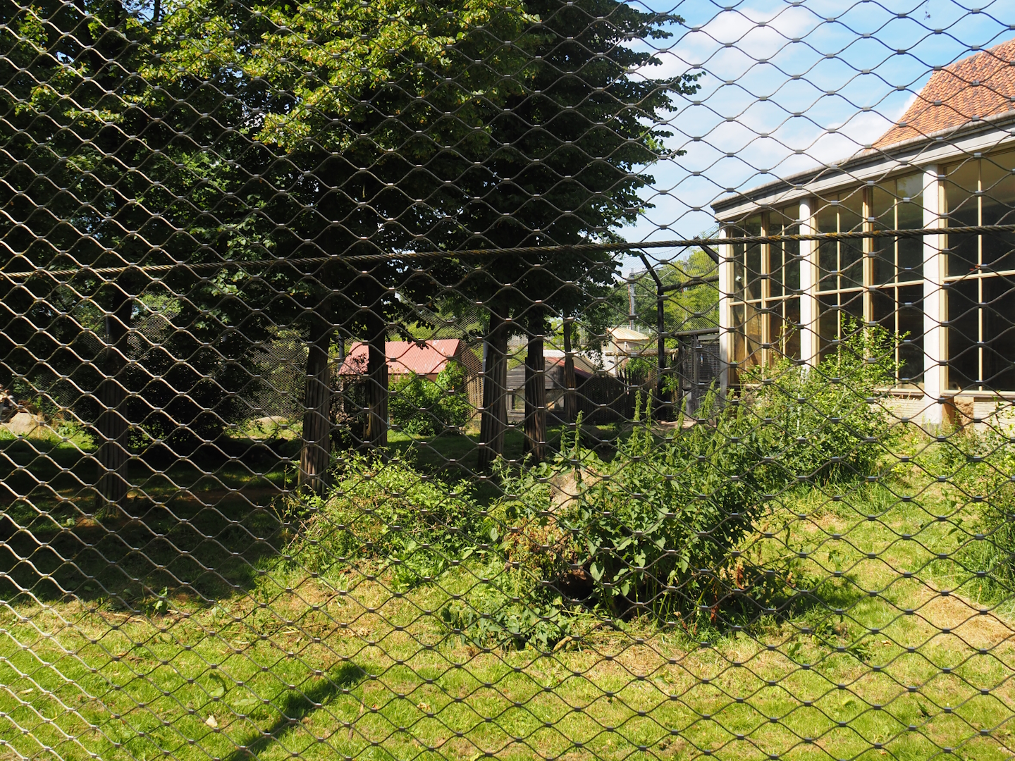Asiatic lion exhibit, 2024-06-30