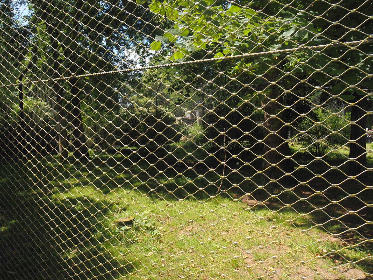 Asiatic lion exhibit, 2024-06-30