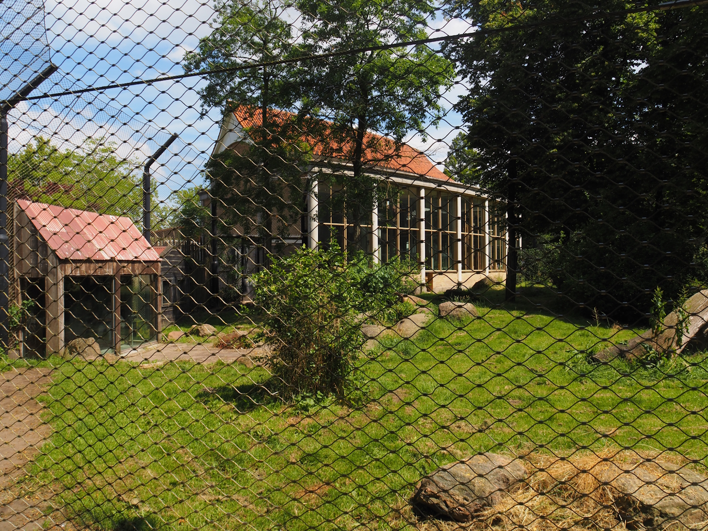 Asiatic lion exhibit, 2024-06-30