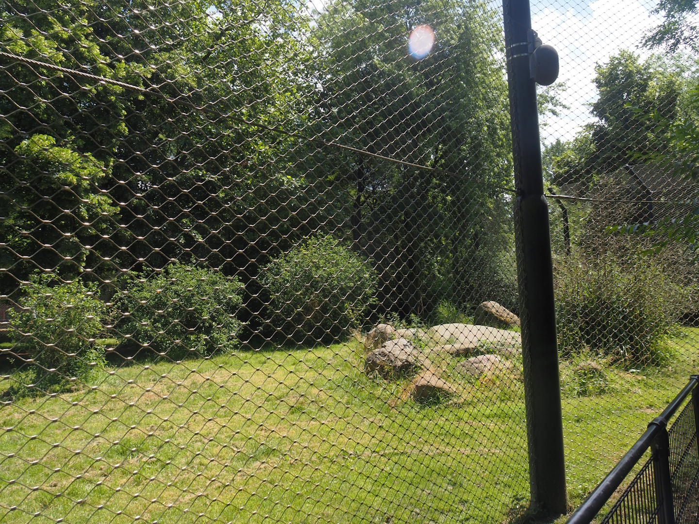 Asiatic lion exhibit, 2024-06-30