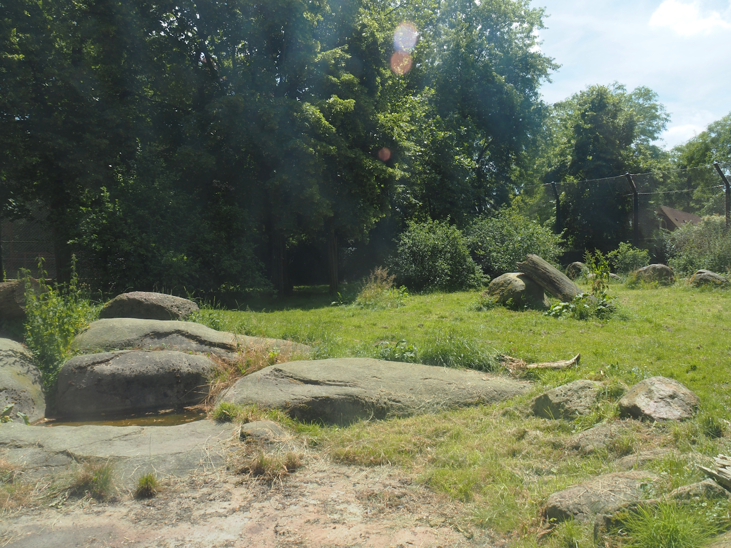 Asiatic lion exhibit, 2024-06-30