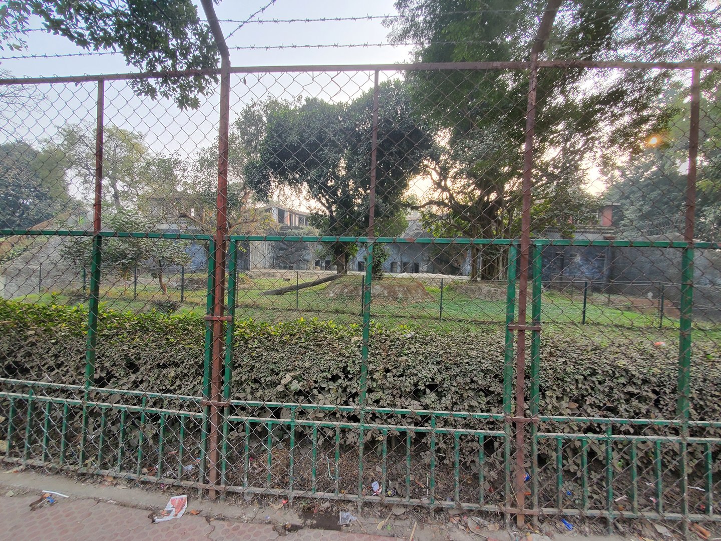 Asiatic Lion Exhibit - January 2023