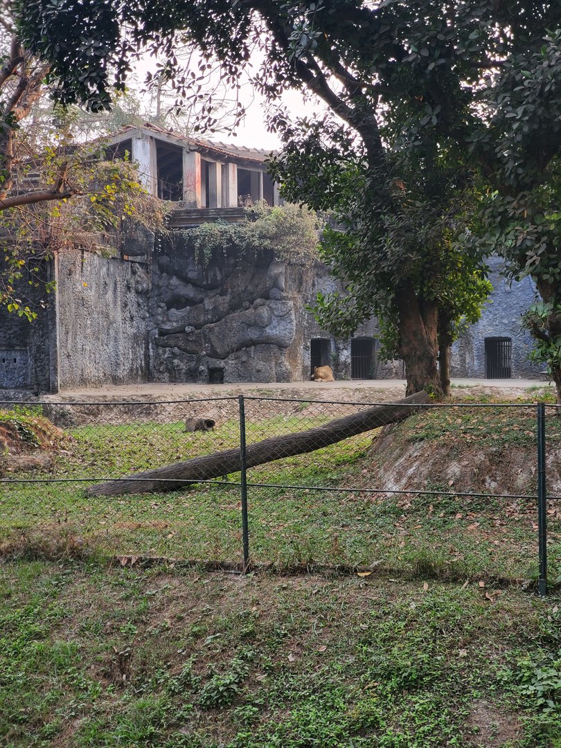 Asiatic Lion Exhibit - January 2023