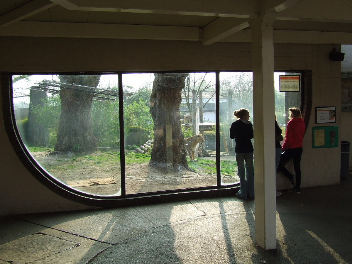Asiatic Lion exhibit, Lion Terraces