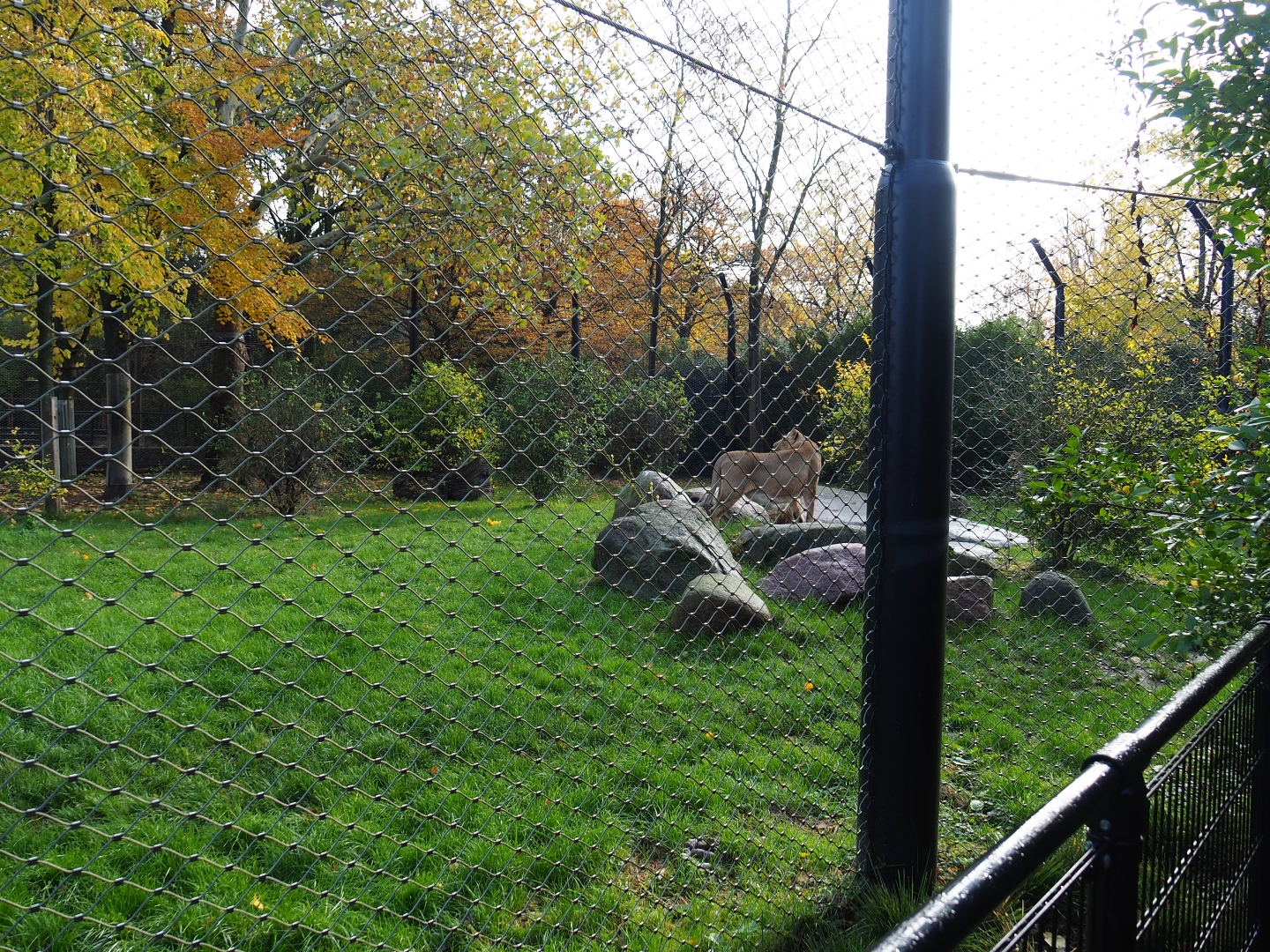 Asiatic lion exhibit (Nov 10th, 2018)