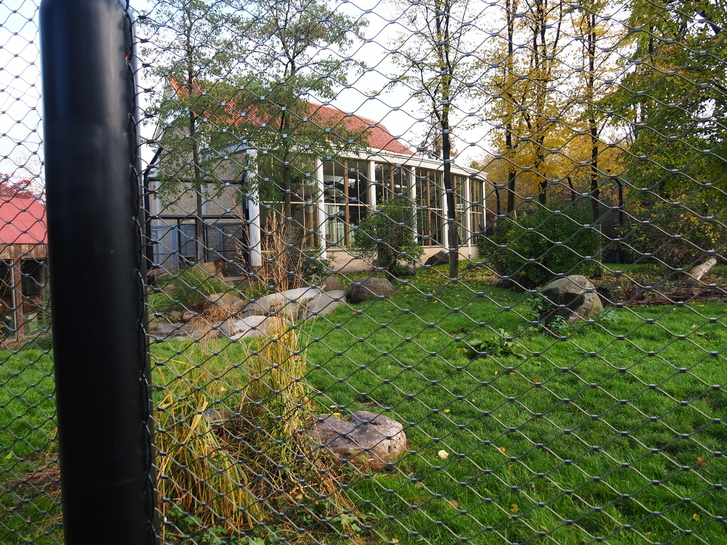 Asiatic lion exhibit (Nov 10th, 2018)