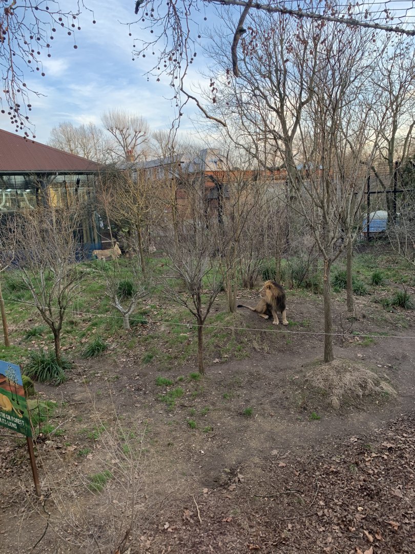 Asiatic Lion Exhibit (One of Many)