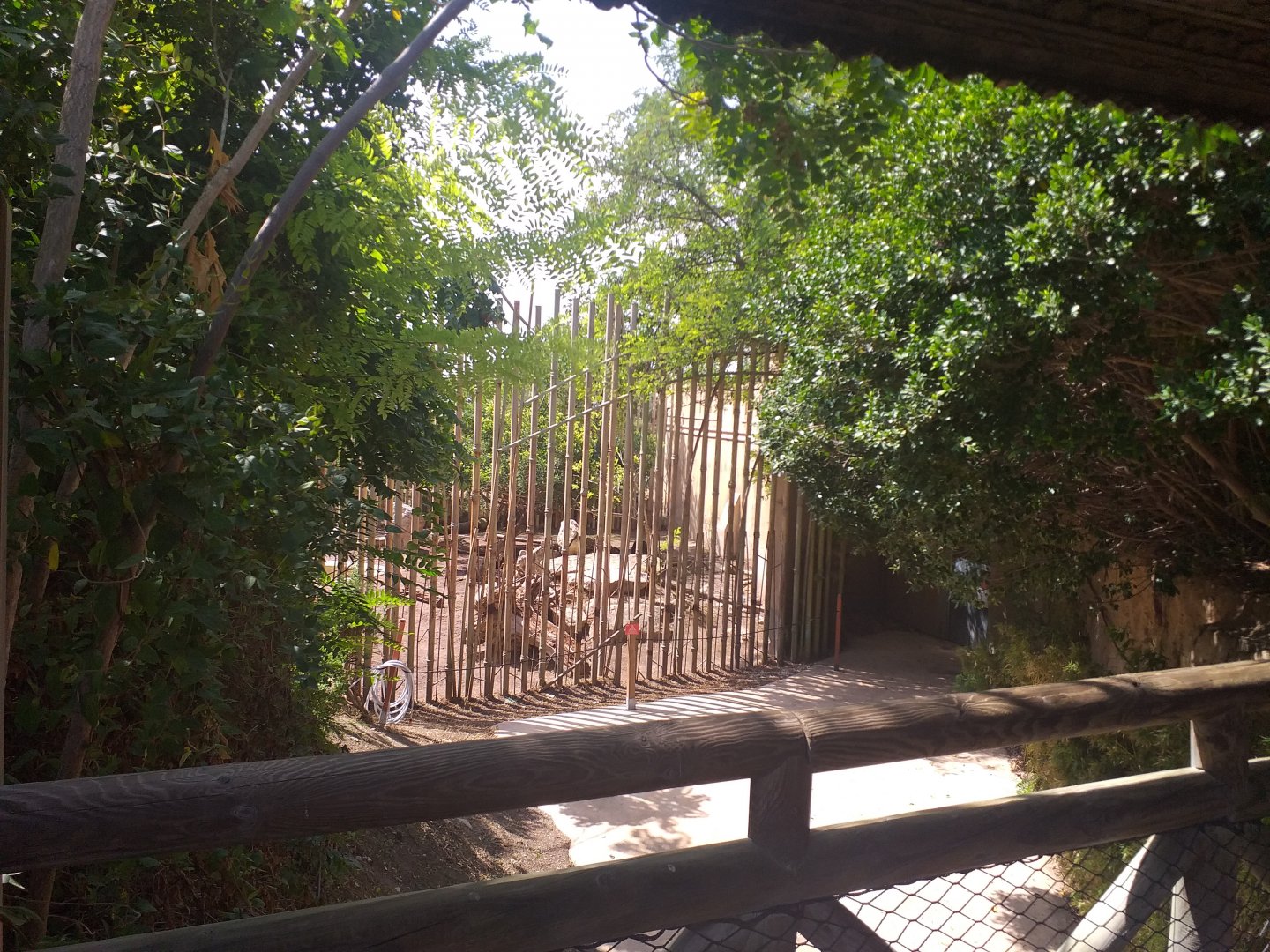 Asiatic lion exhibit -TerraNatura Benidorm (2021)