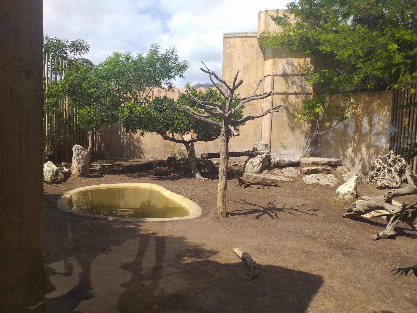 Asiatic lion exhibit -TerraNatura Benidorm (2021)