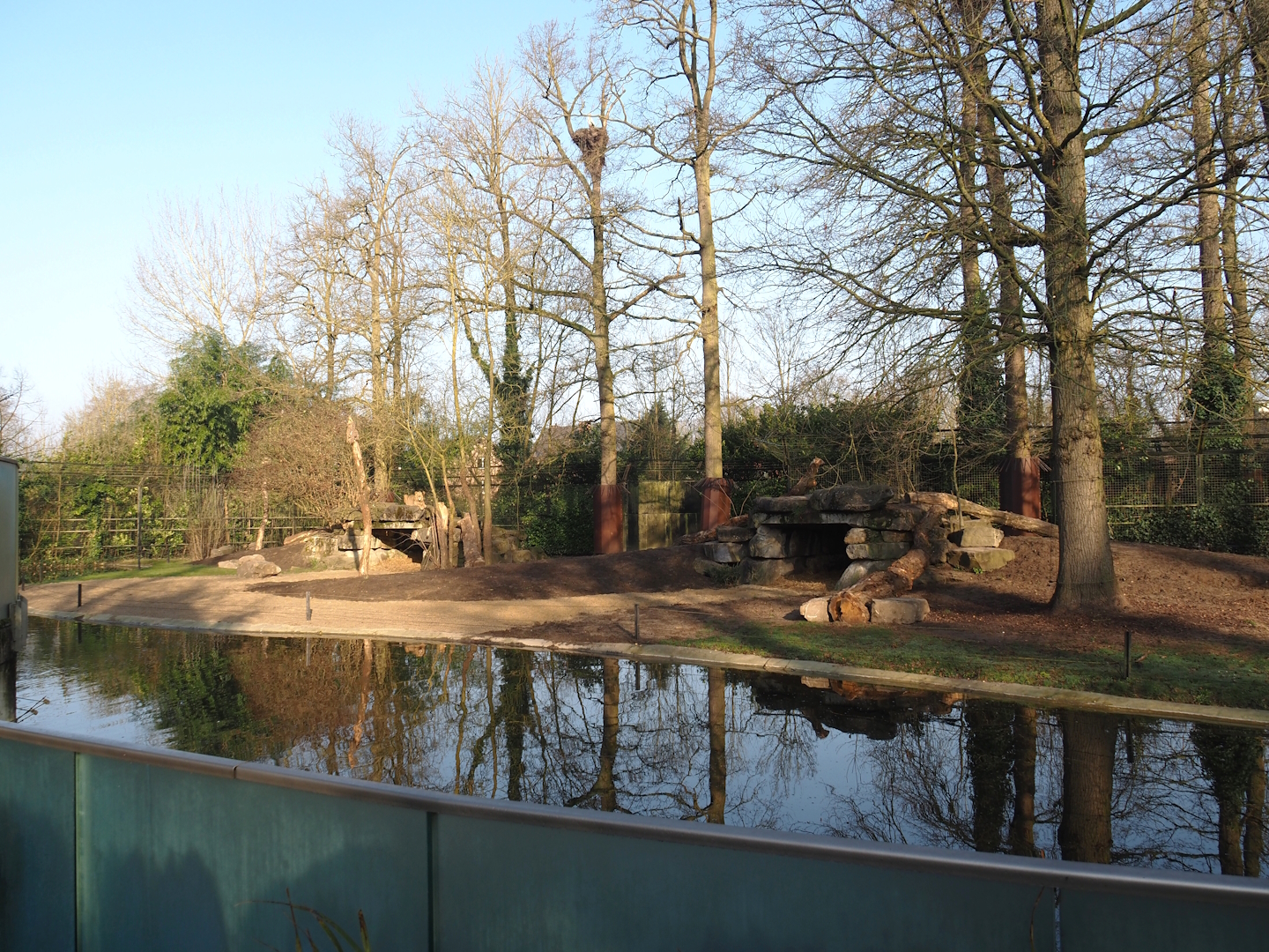 Asiatic lion exhibit with new substrate and a few new logs, 2025-03-02
