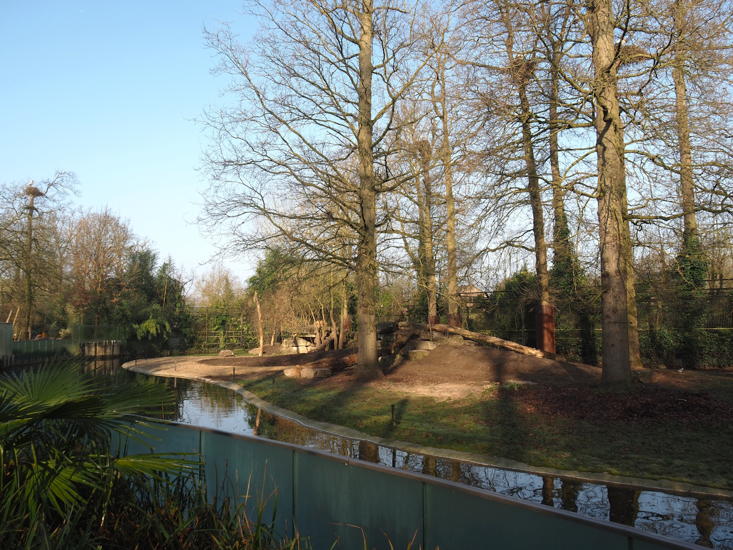 Asiatic lion exhibit with new substrate and a few new logs, 2025-03-02