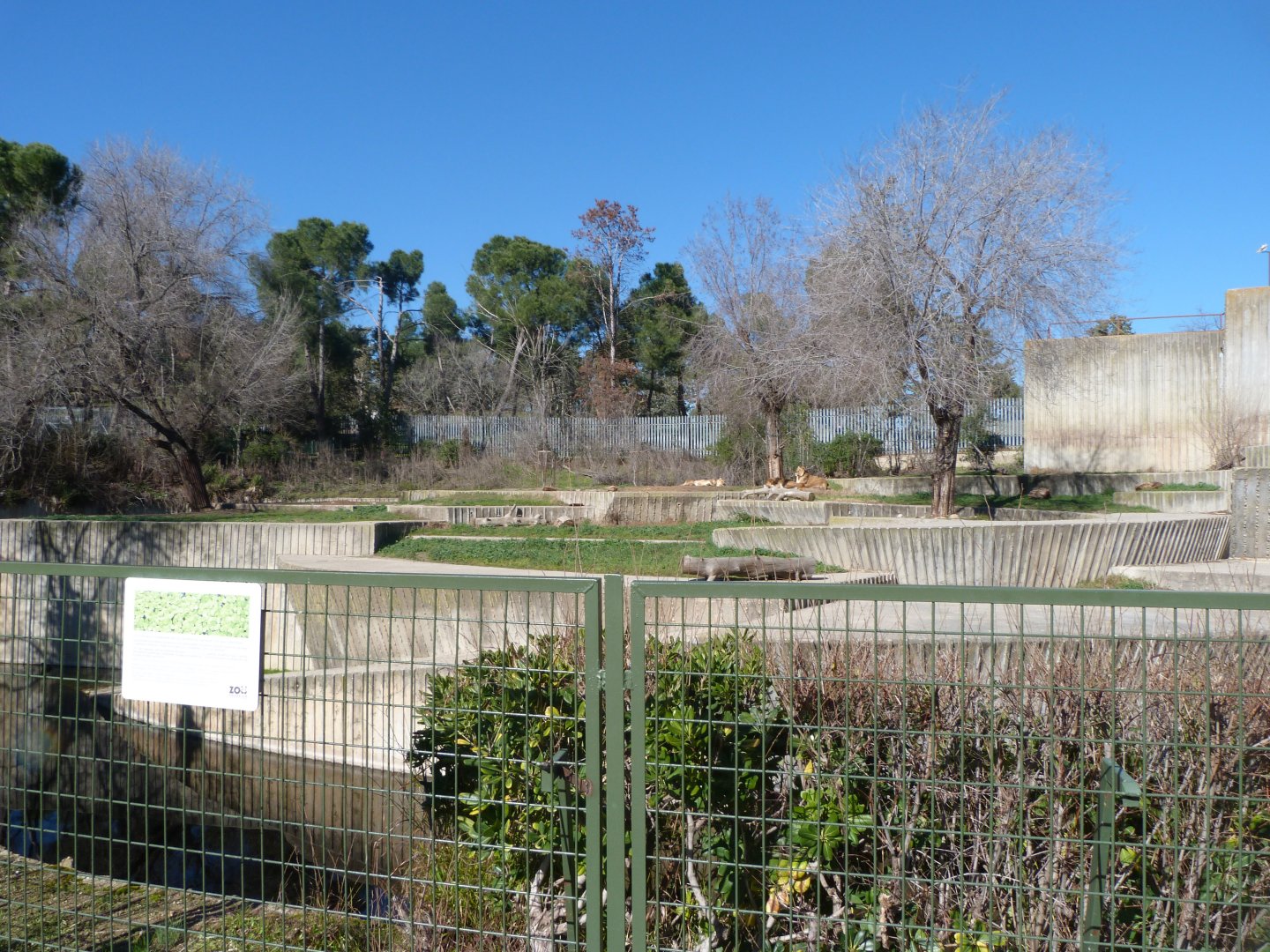 Asiatic lion exhibit -Zoo Aquarium de Madrid (2025)