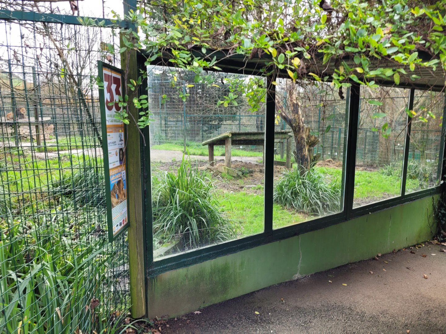 Asiatic lion exhibit -Zoo de Santillana del Mar (2023)