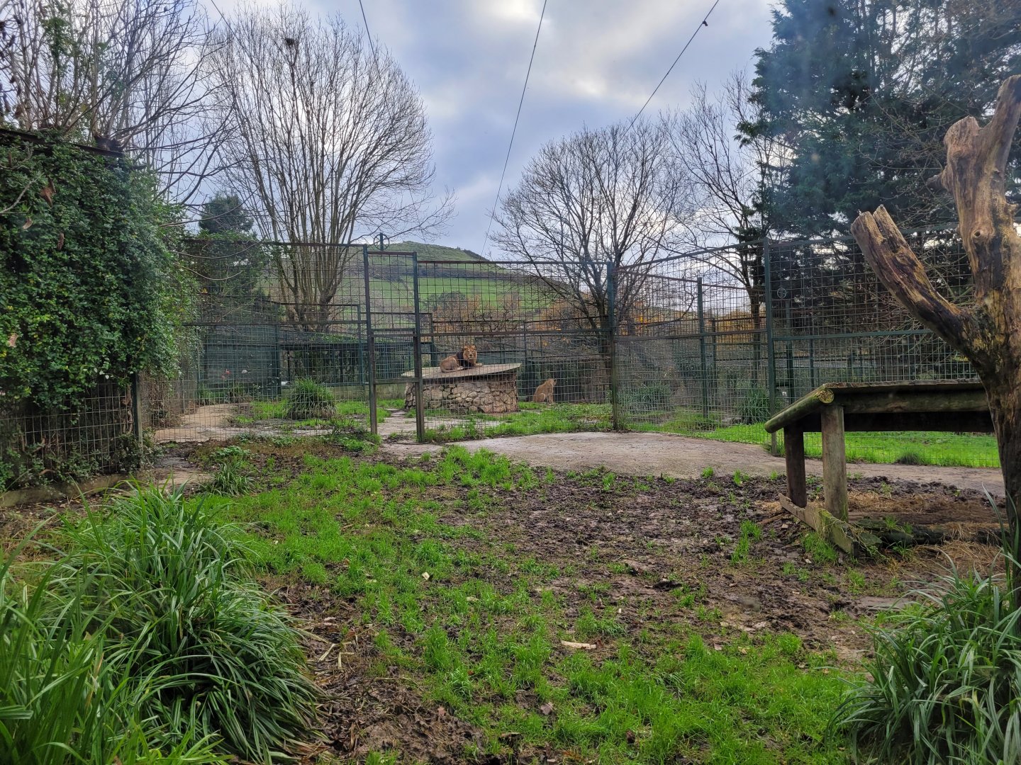 Asiatic lion exhibit -Zoo de Santillana del Mar (2023)