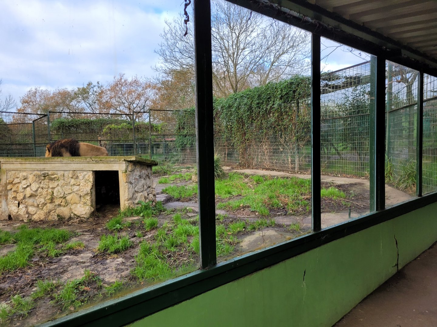 Asiatic lion exhibit -Zoo de Santillana del Mar (2023)