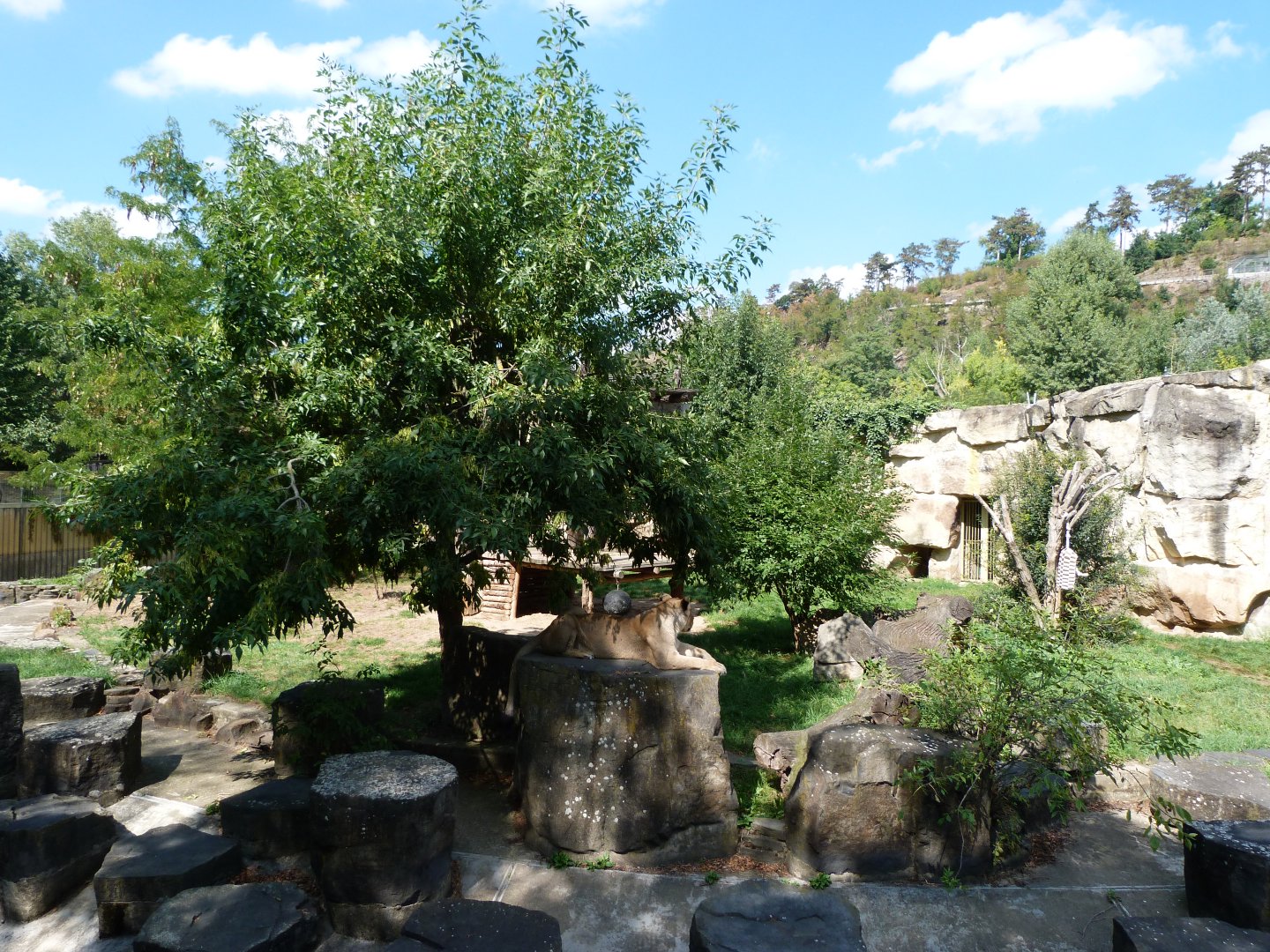 Asiatic lion exhibit -Zoo Praha (2025)