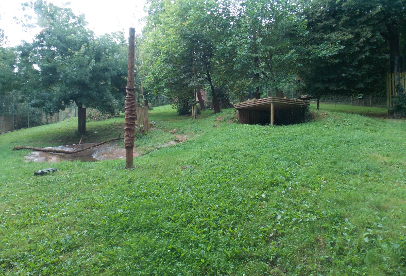 Asiatic Lion Exhibit