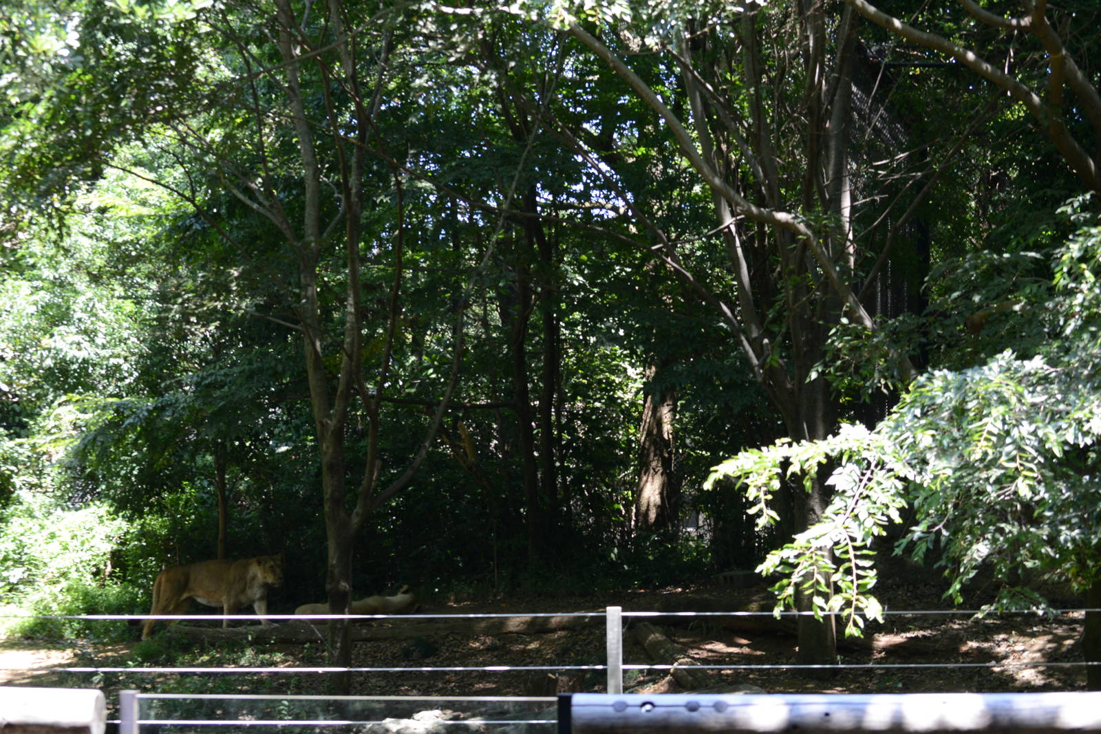 Asiatic lion exhibit