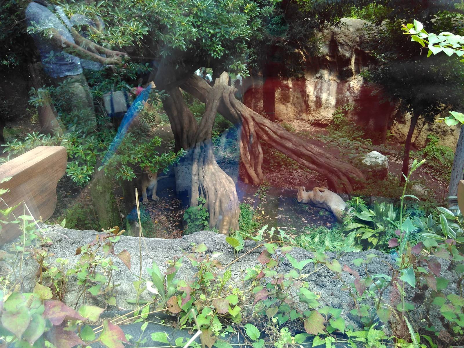 Asiatic lion exhibit