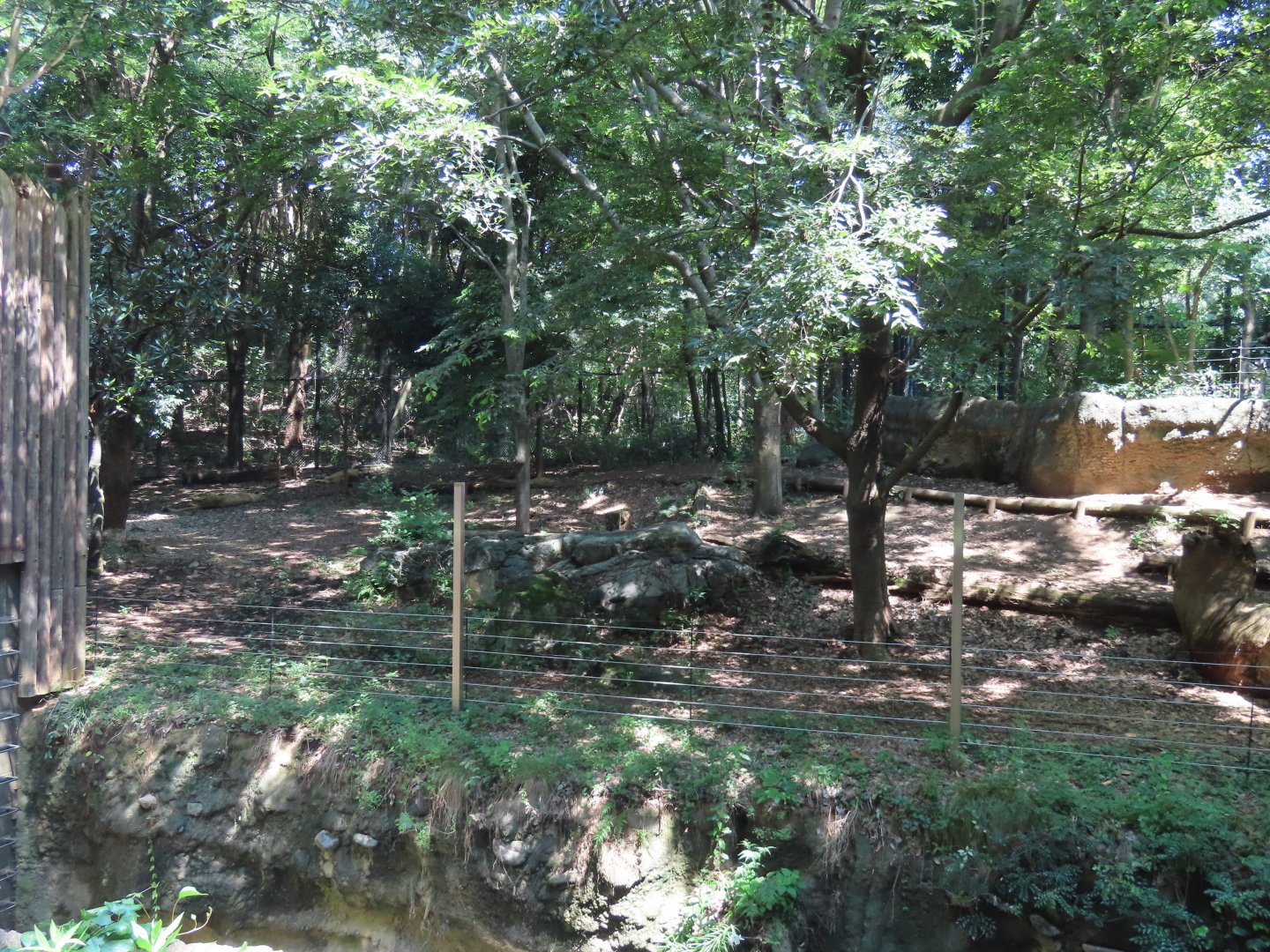 Asiatic lion exhibit