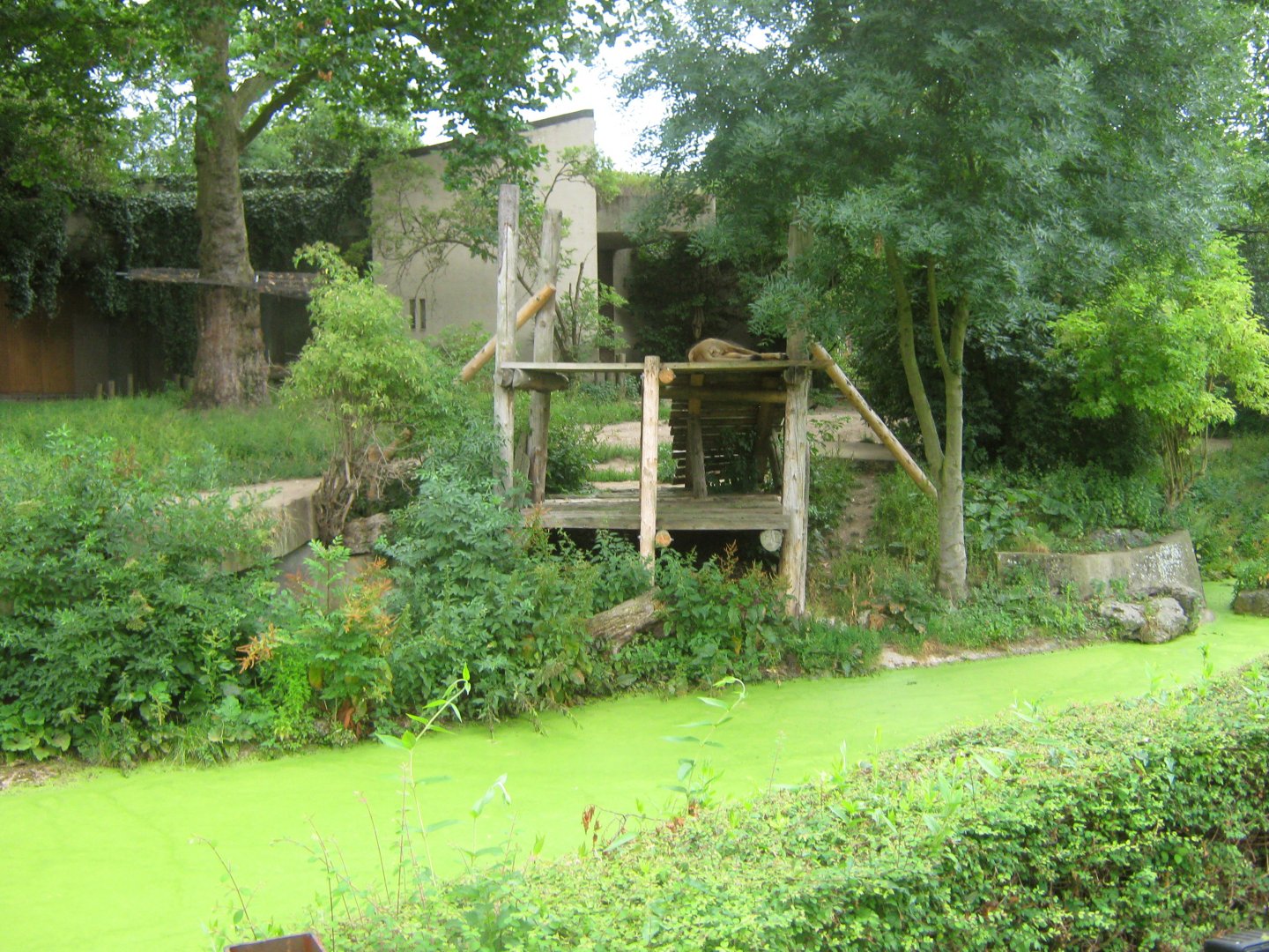 Asiatic Lion Exhibit