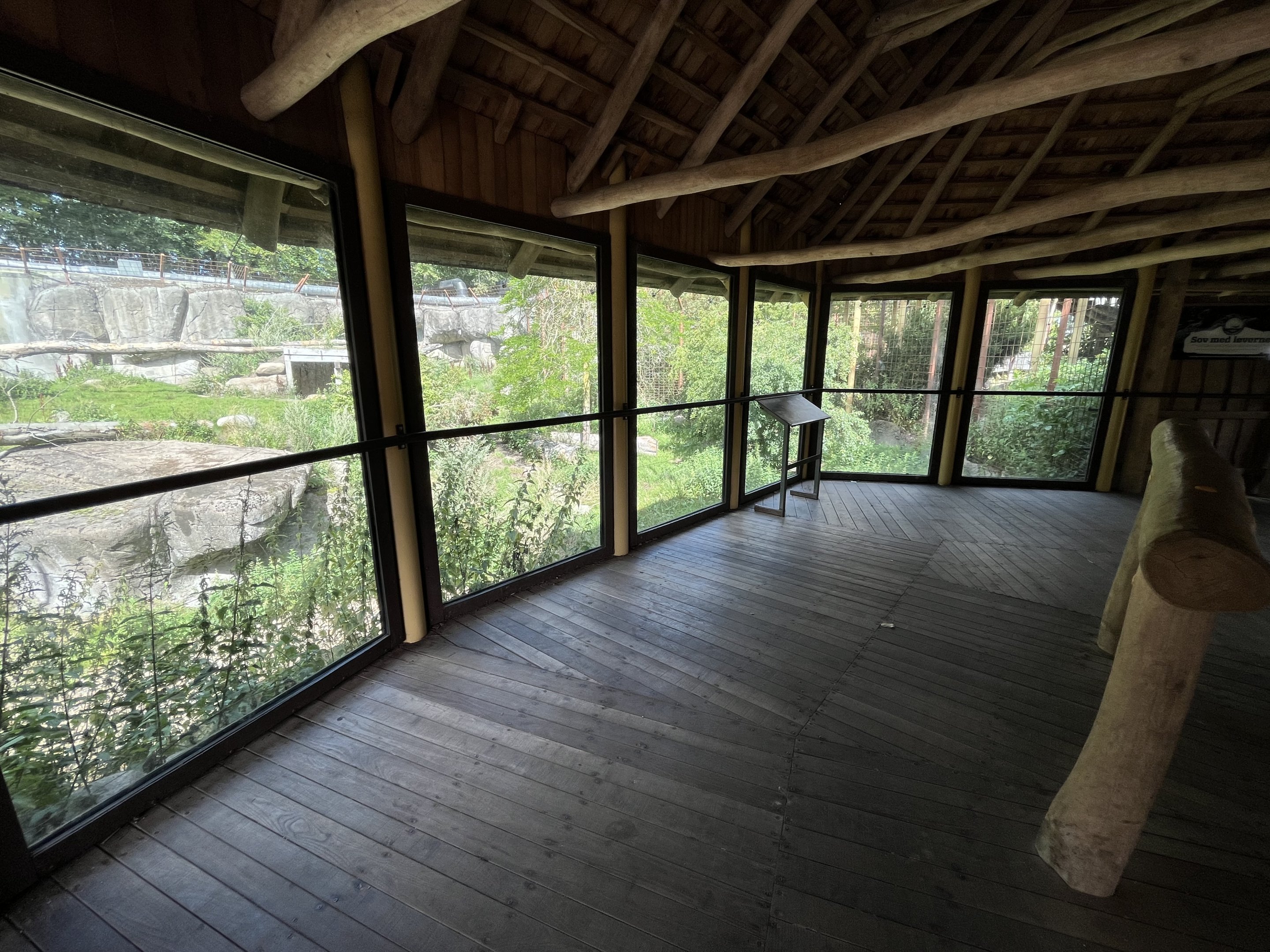 Asiatic Lion Exhibit