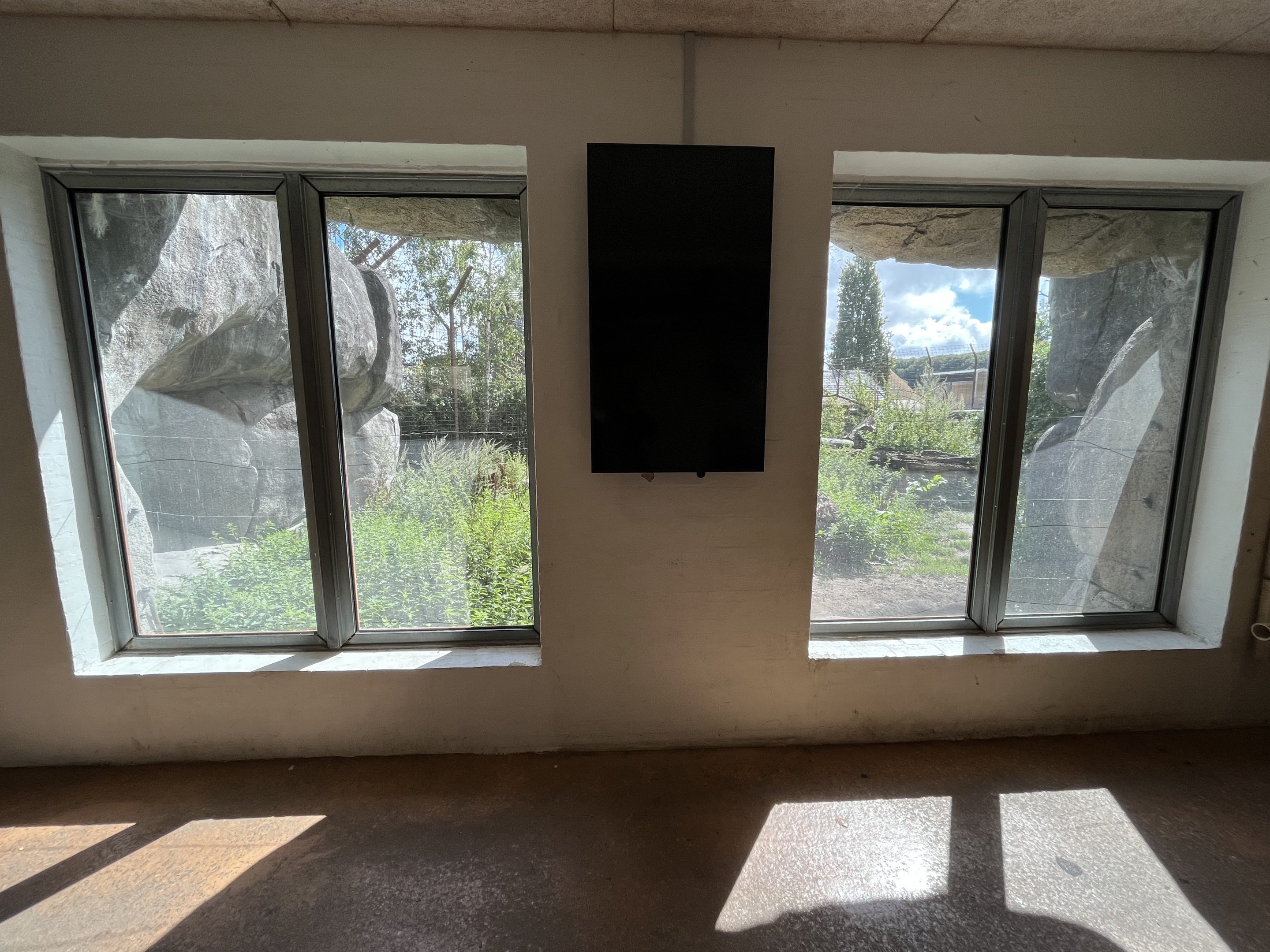 Asiatic Lion Exhibit