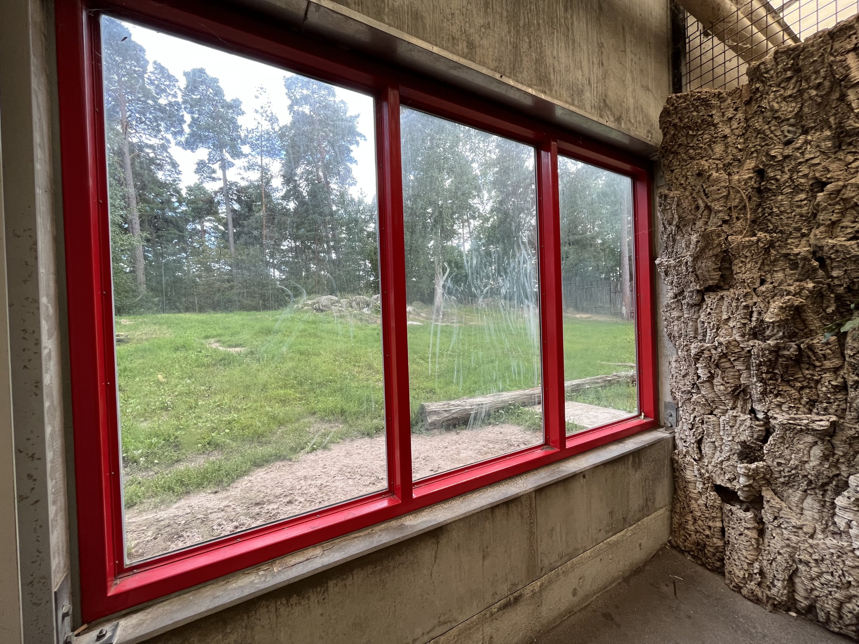 Asiatic Lion Exhibit
