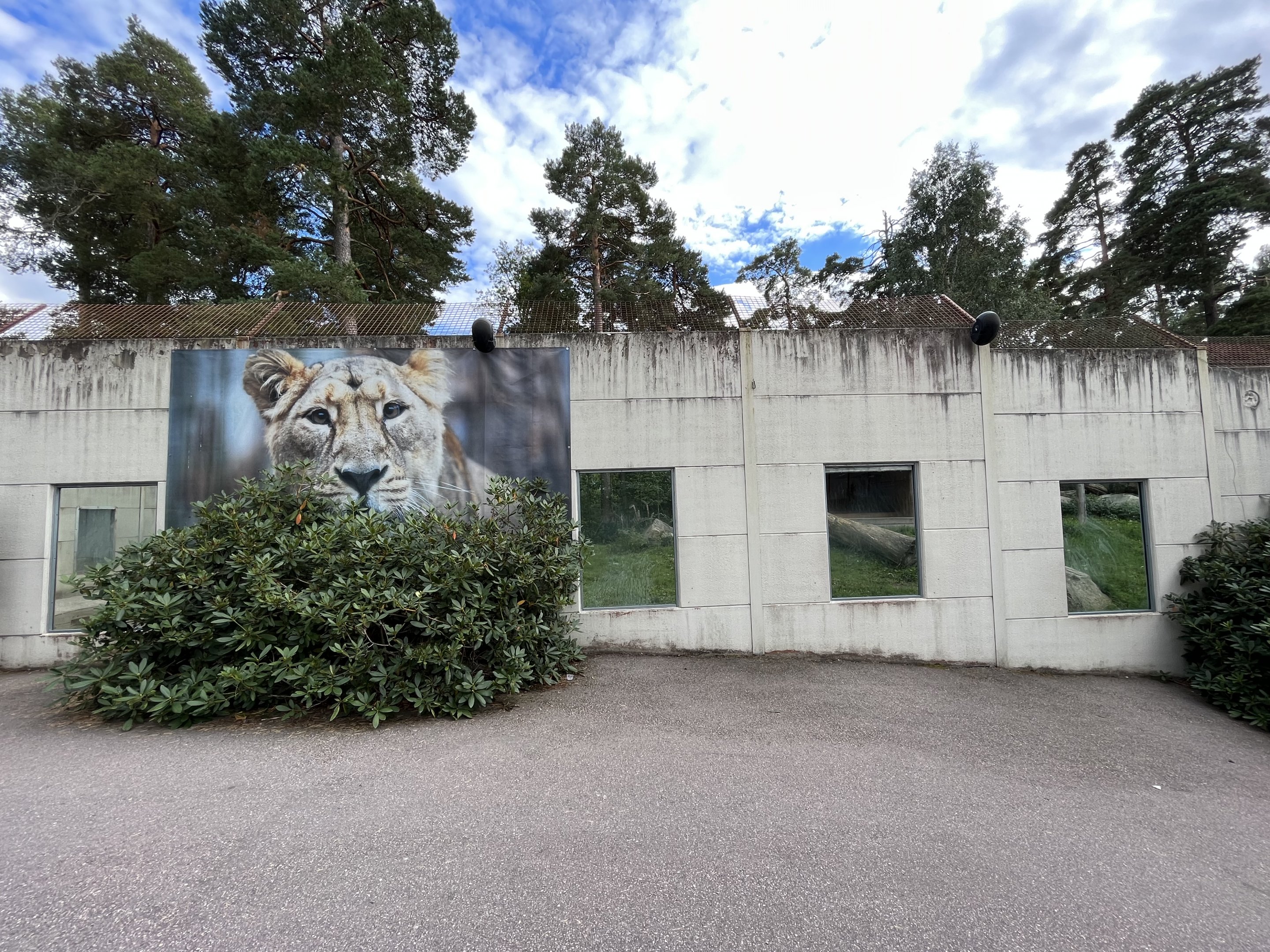 Asiatic Lion Exhibit