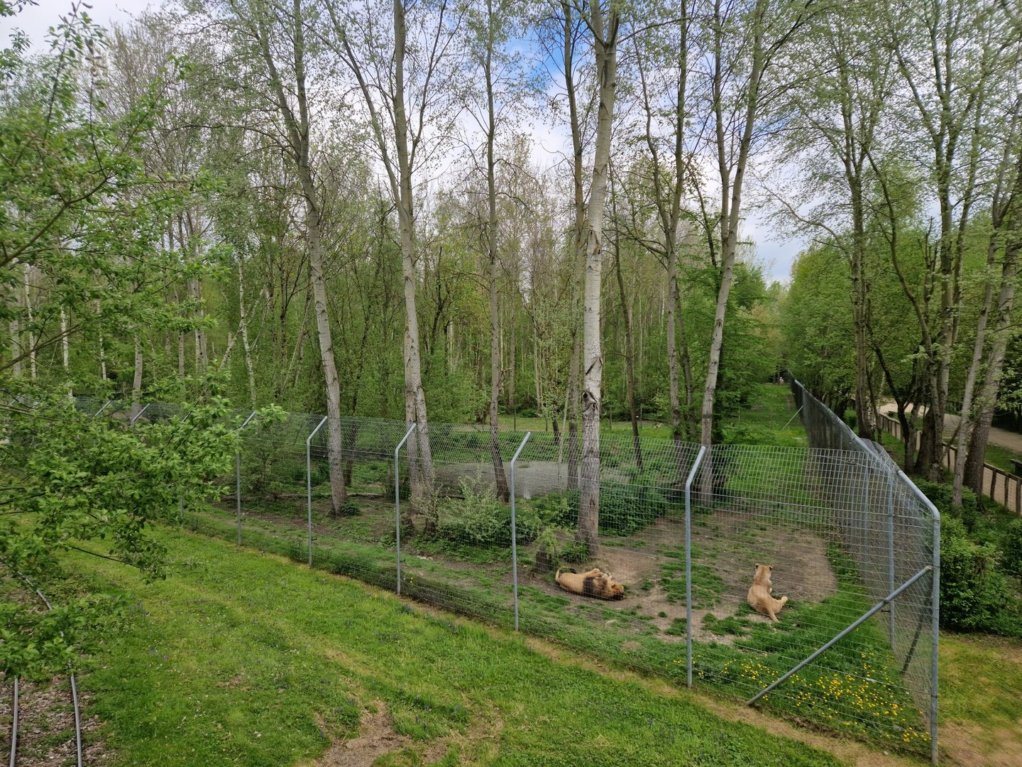 Asiatic Lion exhibit