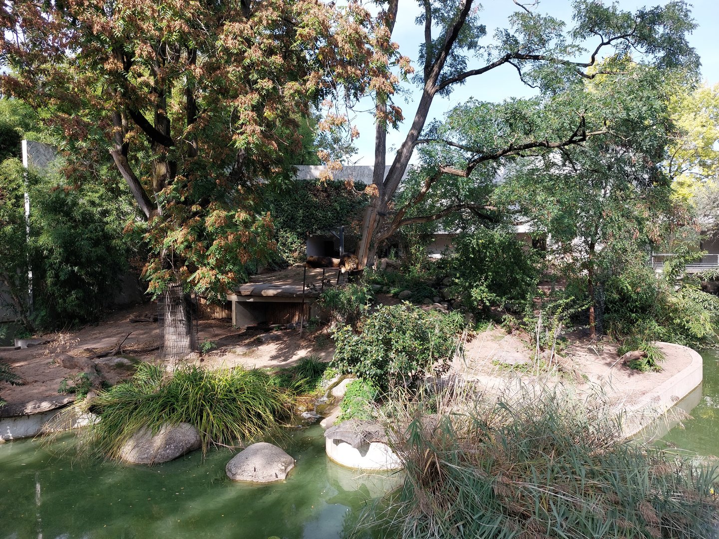 Asiatic lion exhibit